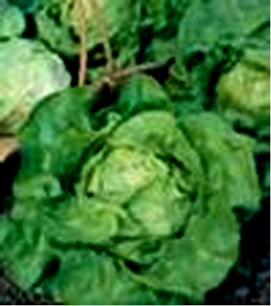 salata attraction