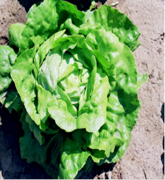 salata isadora