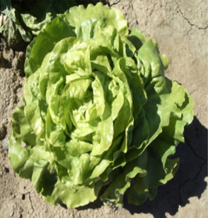salata tina