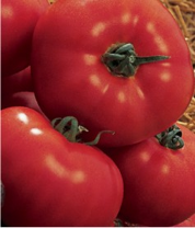 tomate buran