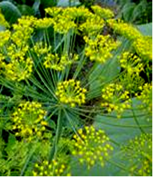 marar common