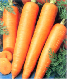 morcov berlicum