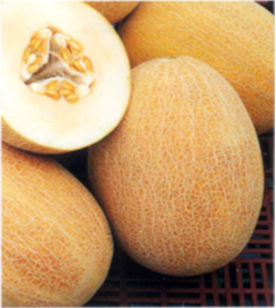 pepene galben ananas